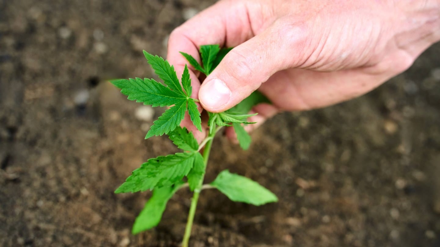 Ein Mann pflanzt im Garten eine junge Cannabispflanze in die Erde.