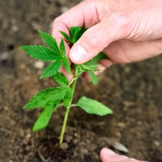Ein Mann pflanzt im Garten eine junge Cannabispflanze in die Erde.