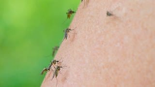 Mehrere Mücken der Art Aedes vexans sind auf dem Arm einer Frau zu sehen. Dieses Jahr gibt es eine Schnakenplage. Sie soll noch bis August gehen.
