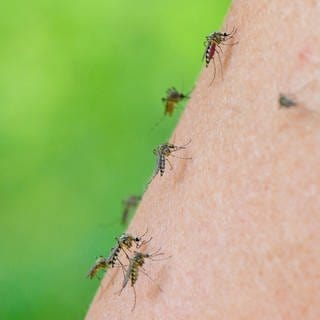 Mehrere Mücken der Art Aedes vexans sind auf dem Arm einer Frau zu sehen. Dieses Jahr gibt es eine Schnakenplage. Sie soll noch bis August gehen.