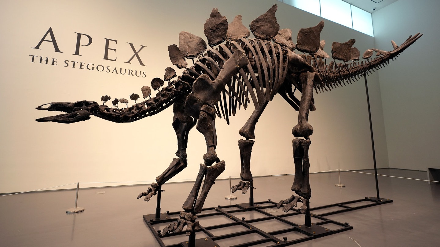 Ein Stegosaurus-Skelett ist bei Sotheby's New York in New York ausgestellt.