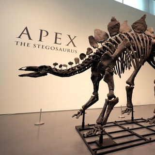 Ein Stegosaurus-Skelett ist bei Sotheby's New York in New York ausgestellt.