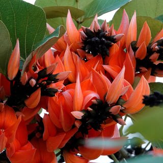 A closeup shot of red Erythrina caffra flowers surrounded by green leaves.