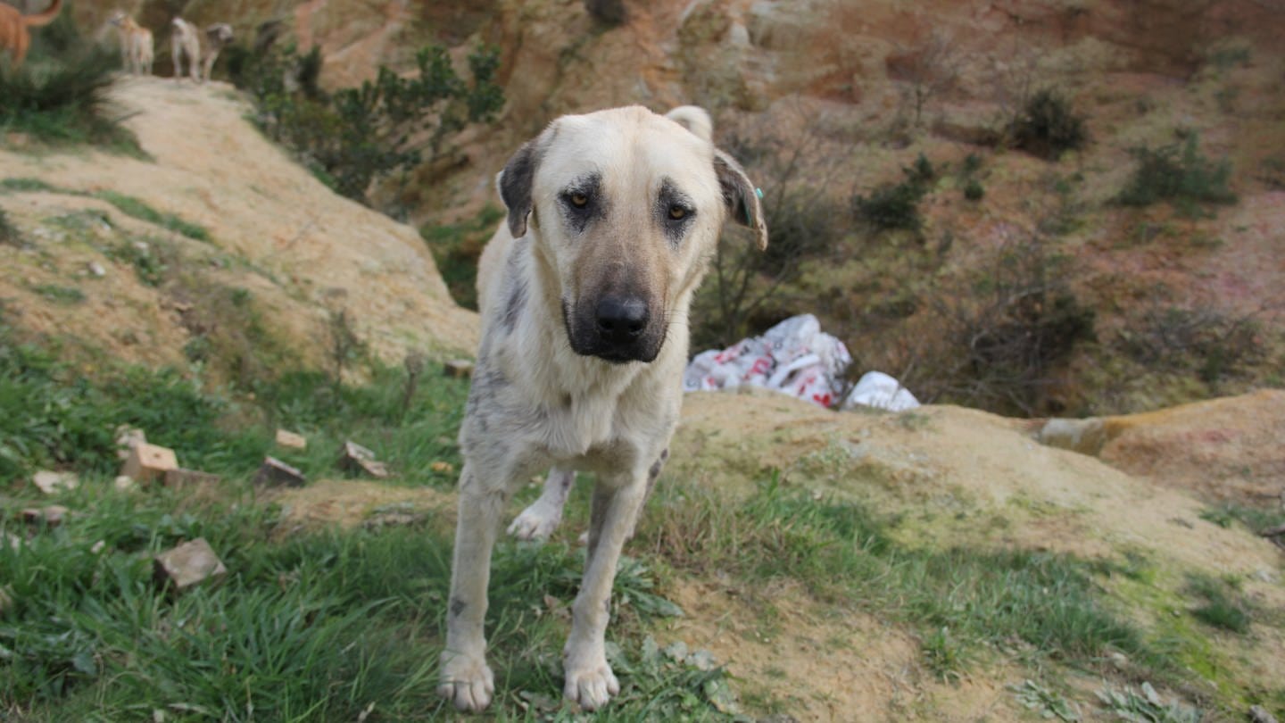 Ein Hund steht 2020 im Beykoz-Wald in der Türkei. Das türkische Parlament hat für ein Gesetz abgestimmt, das vorsieht, nicht vermittelbare Streuner einzuschläfern.