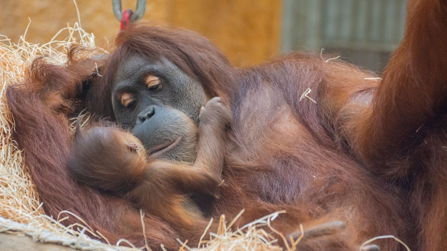 Im Dortmunder Zoo hält Orang-Utan-Weibchen Suma ihren Nachwuchs im Arm.