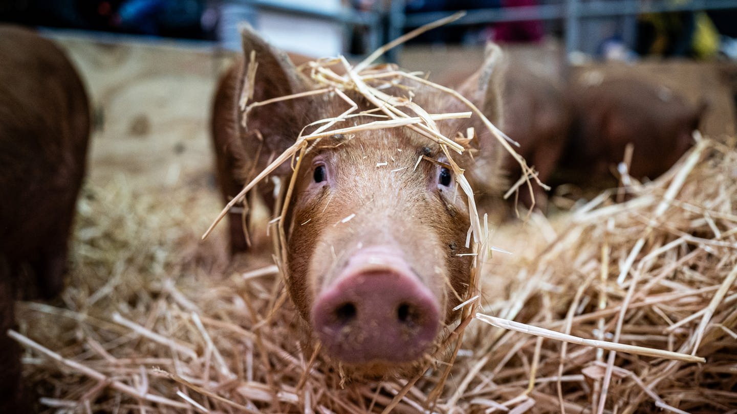 SYMBOLBILD: Ein Ferkel im Stroh.