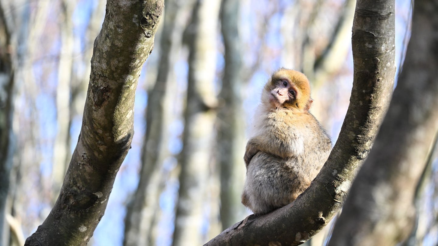 Affe am Affenberg Salem (Symbolbild) - Ein Affe ist aus dem Gehege ausgebrochen und wird von der Polizei gesucht