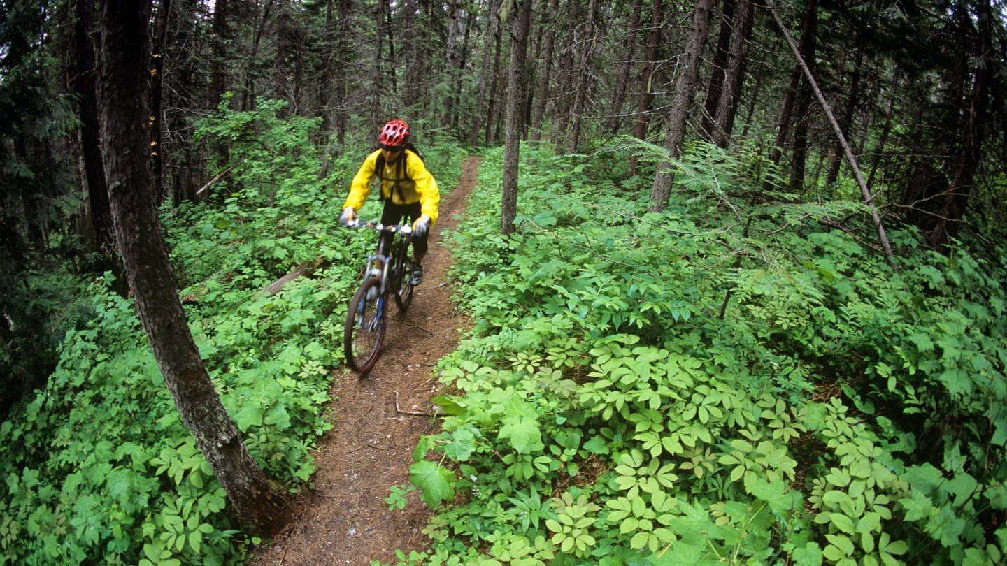 Eine Frau beim Mountainbiken auf einem schmalen Waldweg (Symbolbild)