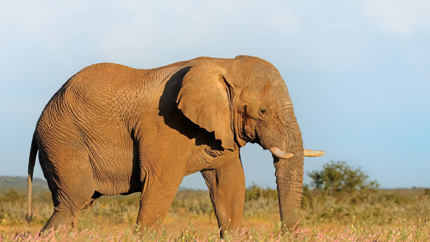 Symbolbild: Elefant im Nationalpark in Namibia