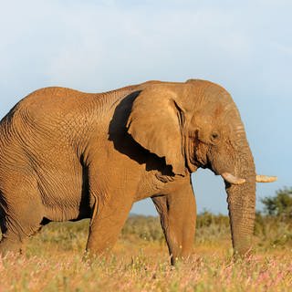 Symbolbild: Elefant im Nationalpark in Namibia