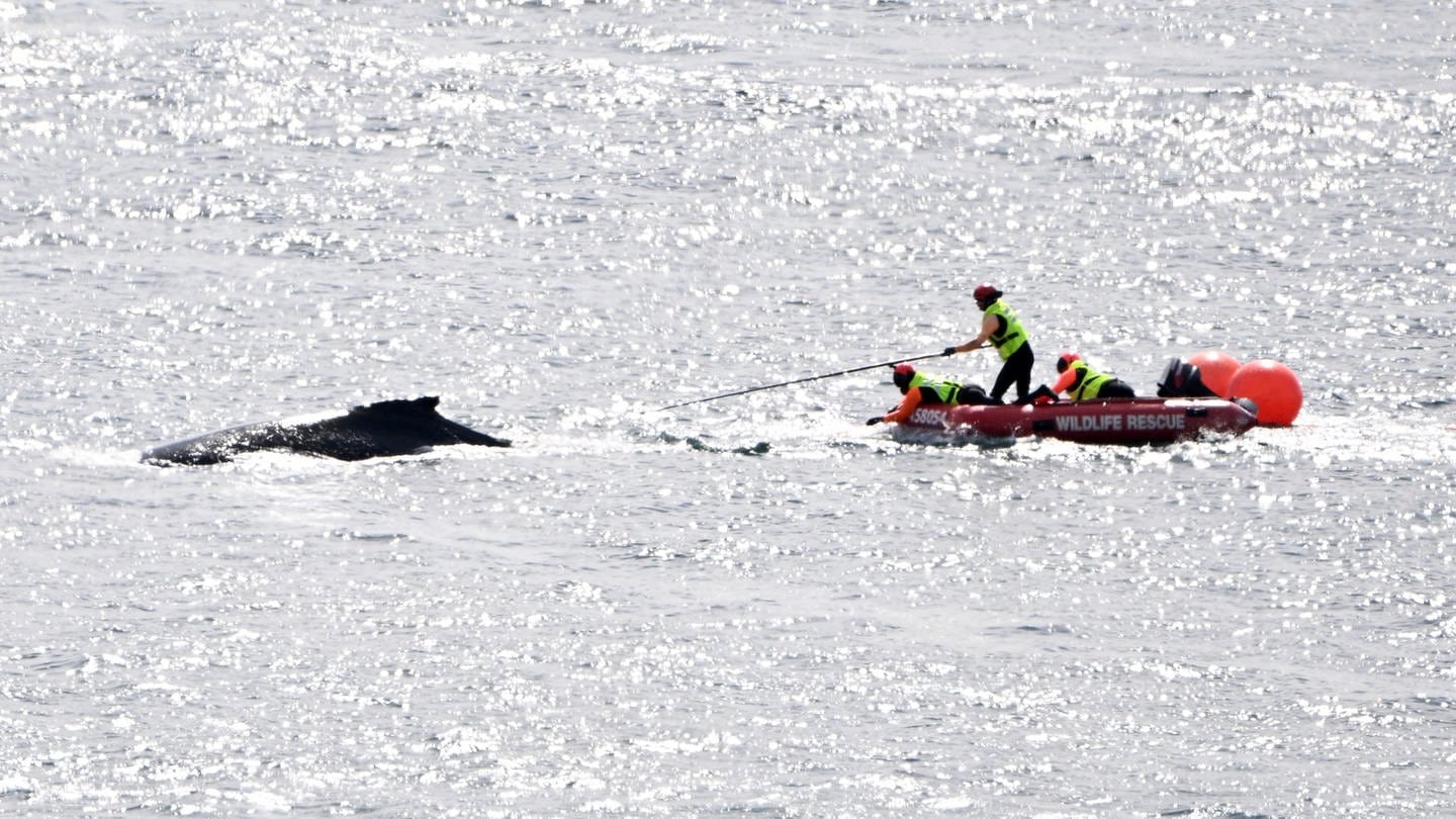 Rettungskräfte befreien einen Buckelwal, der sich in Seilen im Hafen von Sydney in Australien verheddert hat.