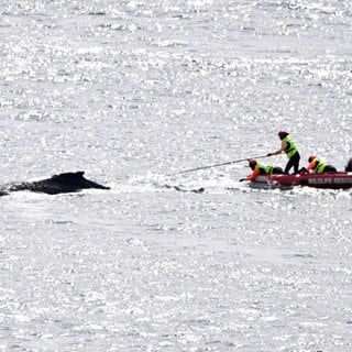 Rettungskräfte befreien einen Buckelwal, der sich in Seilen im Hafen von Sydney in Australien verheddert hat.