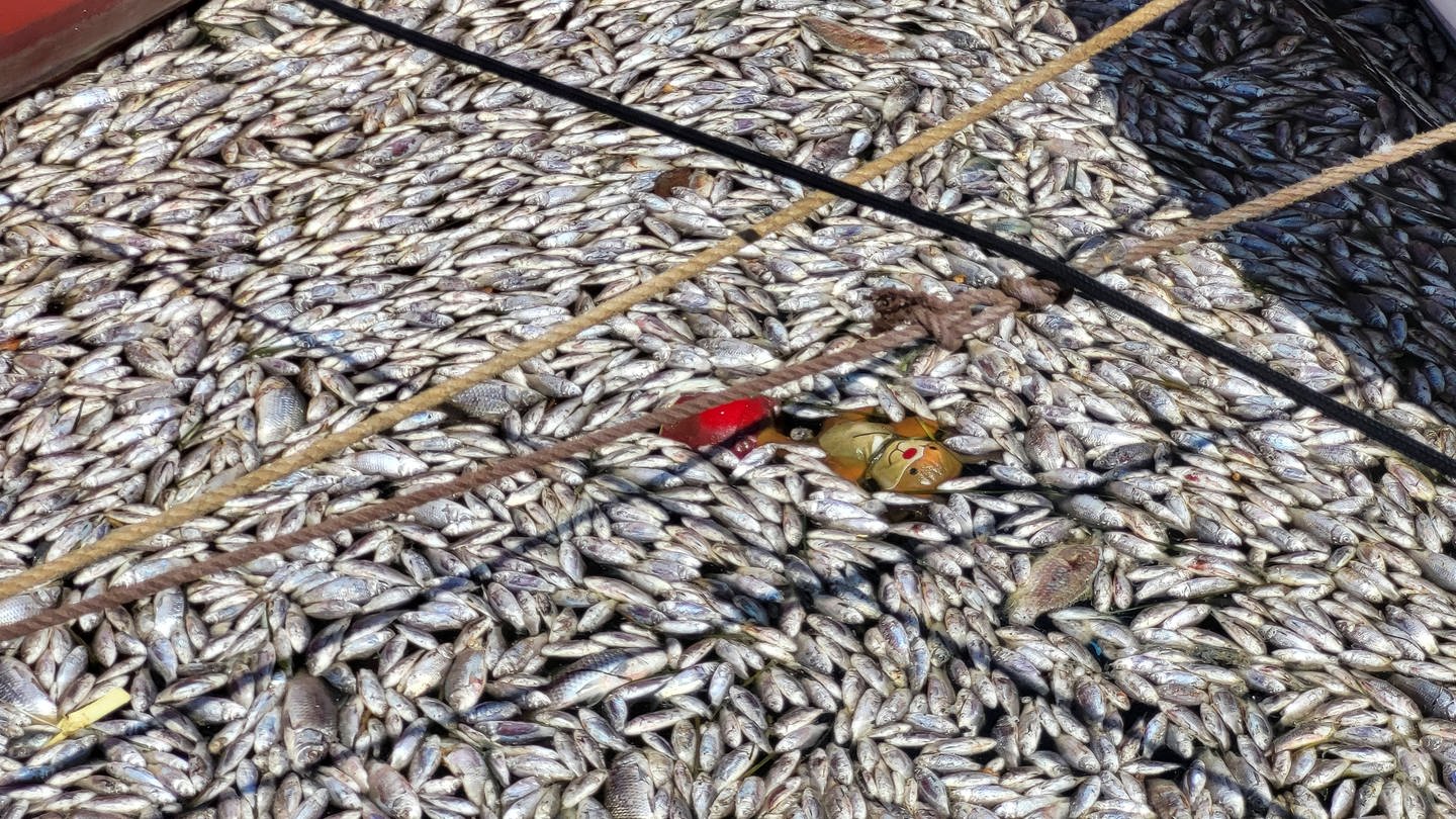 Tonnenweise tote Fische wurden an den Hafen der griechischen Stadt Volos angespült.