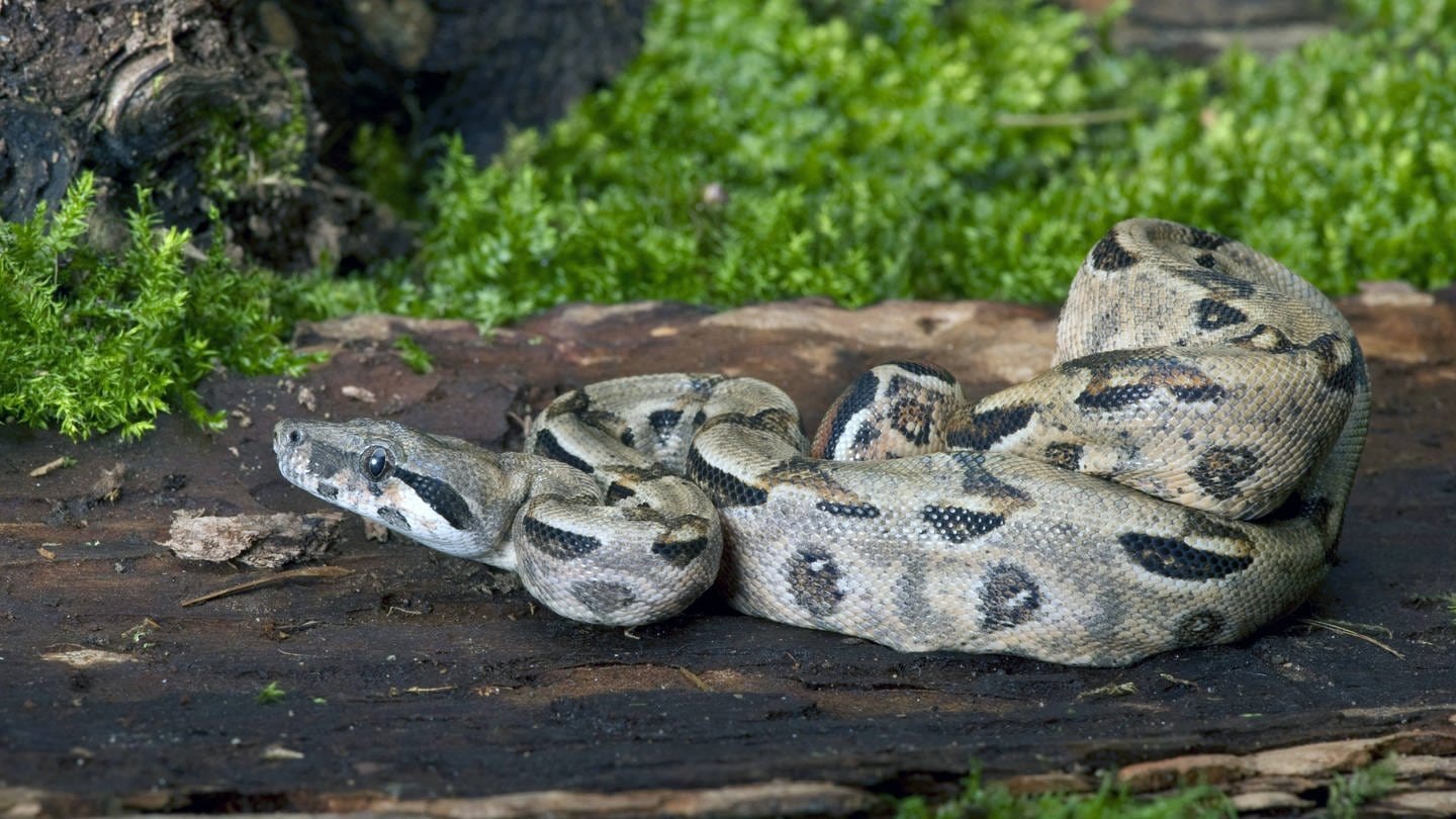 Kaiserboa (Symbolbild) - In Weinstadt in Baden-Württemberg hat ein Mann die Schlange im Weinberg gefunden.