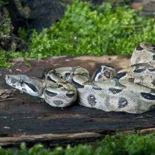 Kaiserboa (Symbolbild) - In Weinstadt in Baden-Württemberg hat ein Mann die Schlange im Weinberg gefunden.