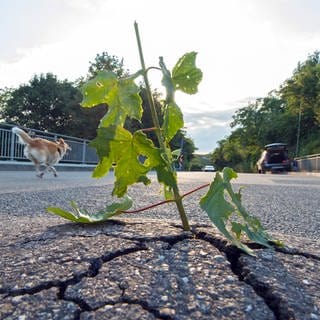 Hamburg will weniger Versiegelung und mehr Grünflächen. Das soll auch gegen Überschwemmungen helfen.