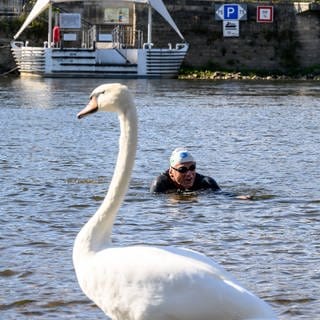 Professor Andreas Fath schwimmt 1083 Kilometer durch die Elbe