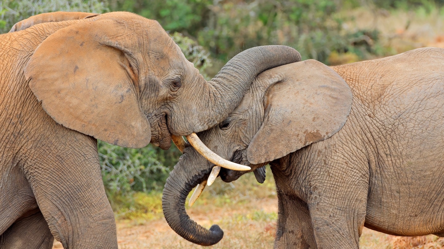 Zwei Elefanten im Nationalpark: Simbabwe will Elefanten töten lassen. Grund sind Dürre und Hungersnot