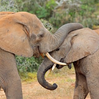 Zwei Elefanten im Nationalpark: Simbabwe will Elefanten töten lassen. Grund sind Dürre und Hungersnot