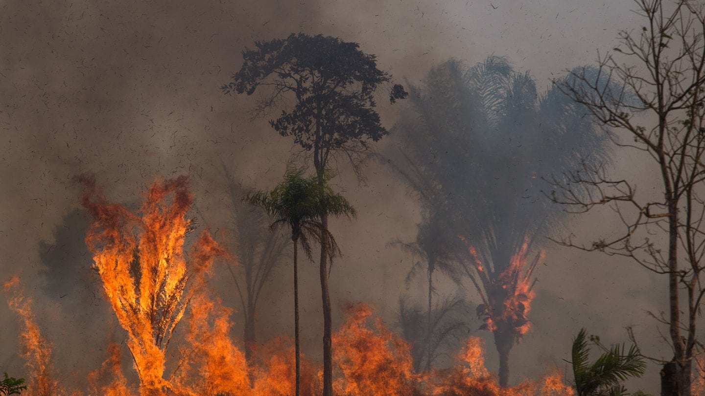 Ein Waldstück im Amazonas-Gebiet steht in Flammen.