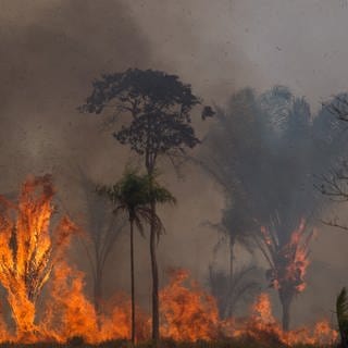 Ein Waldstück im Amazonas-Gebiet steht in Flammen. 