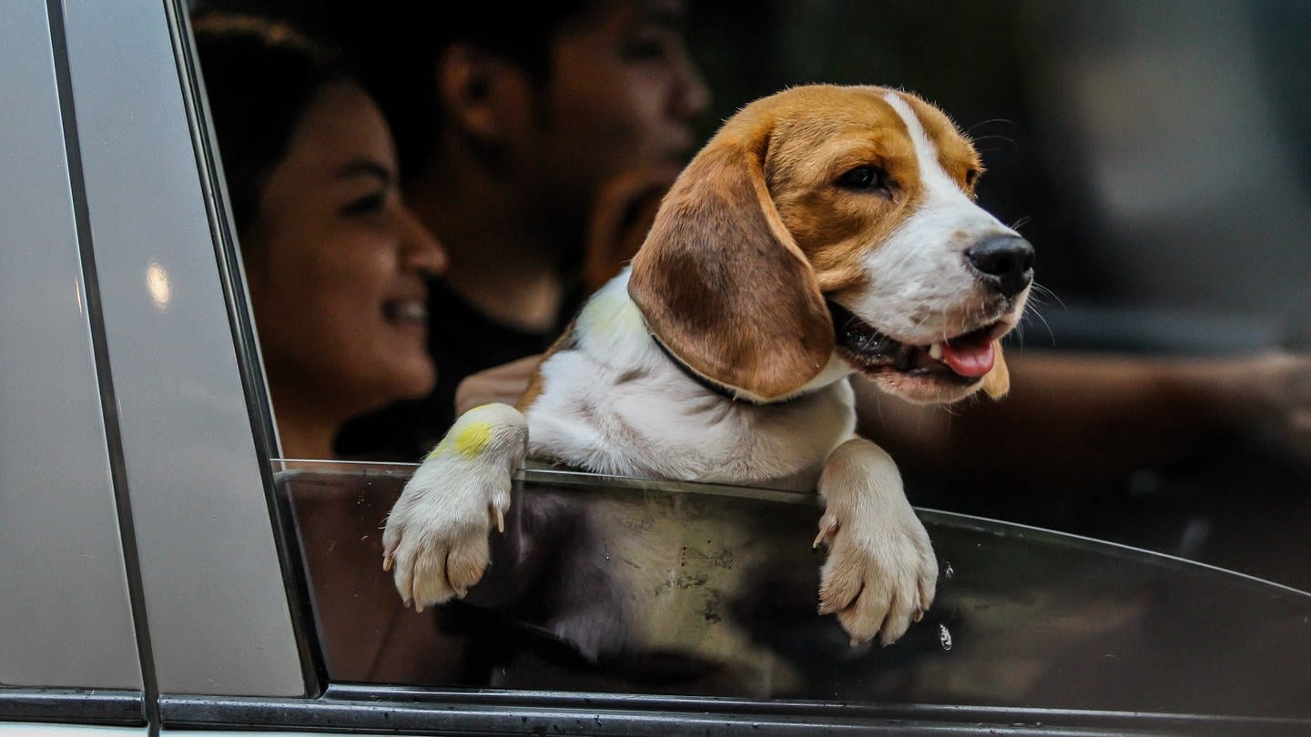 Ein Hund schaut aus einem Autofenster. Eine neue Studie hat jetzt gezeigt, dass die Tiere bei Schmerzen helfen können.