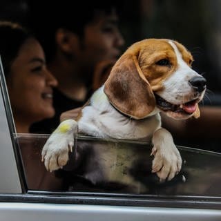 Ein Hund schaut aus einem Autofenster. Eine neue Studie hat jetzt gezeigt, dass die Tiere bei Schmerzen helfen können.