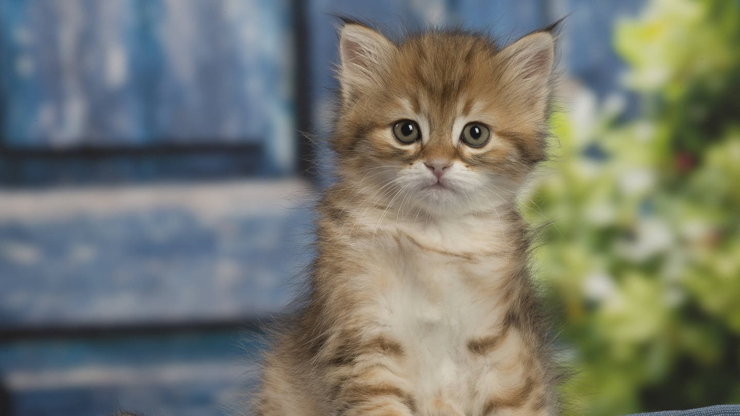 Das Tierheim Mannheim hat zu viele Katzen und lädt zum Cat Day ein.