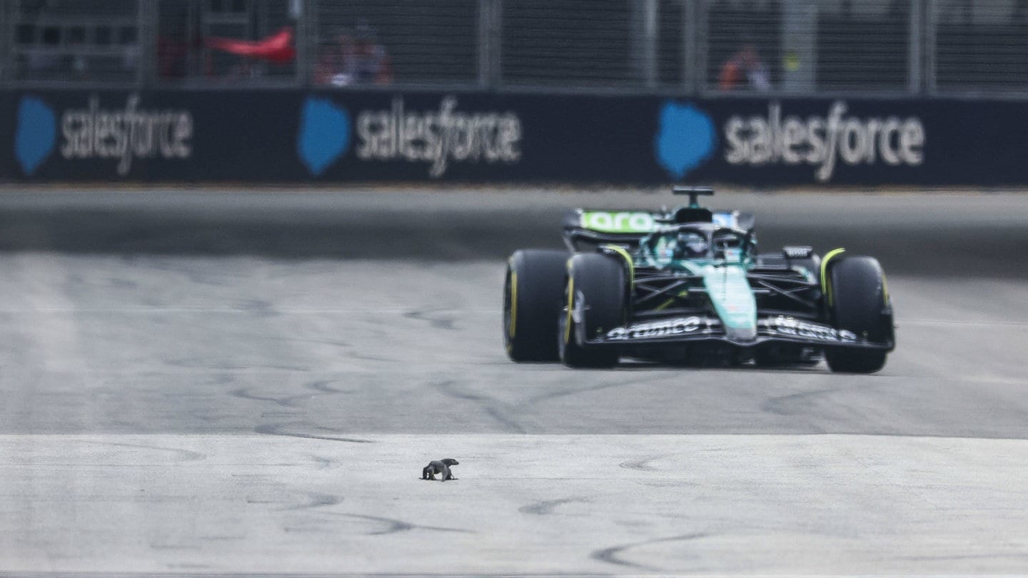 Eine Eidechse stoppt das Abschlusstraining zum Formel 1 Rennen in Singapur.