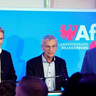 AfD bei der Landtagswahl in Brandenburg 2024