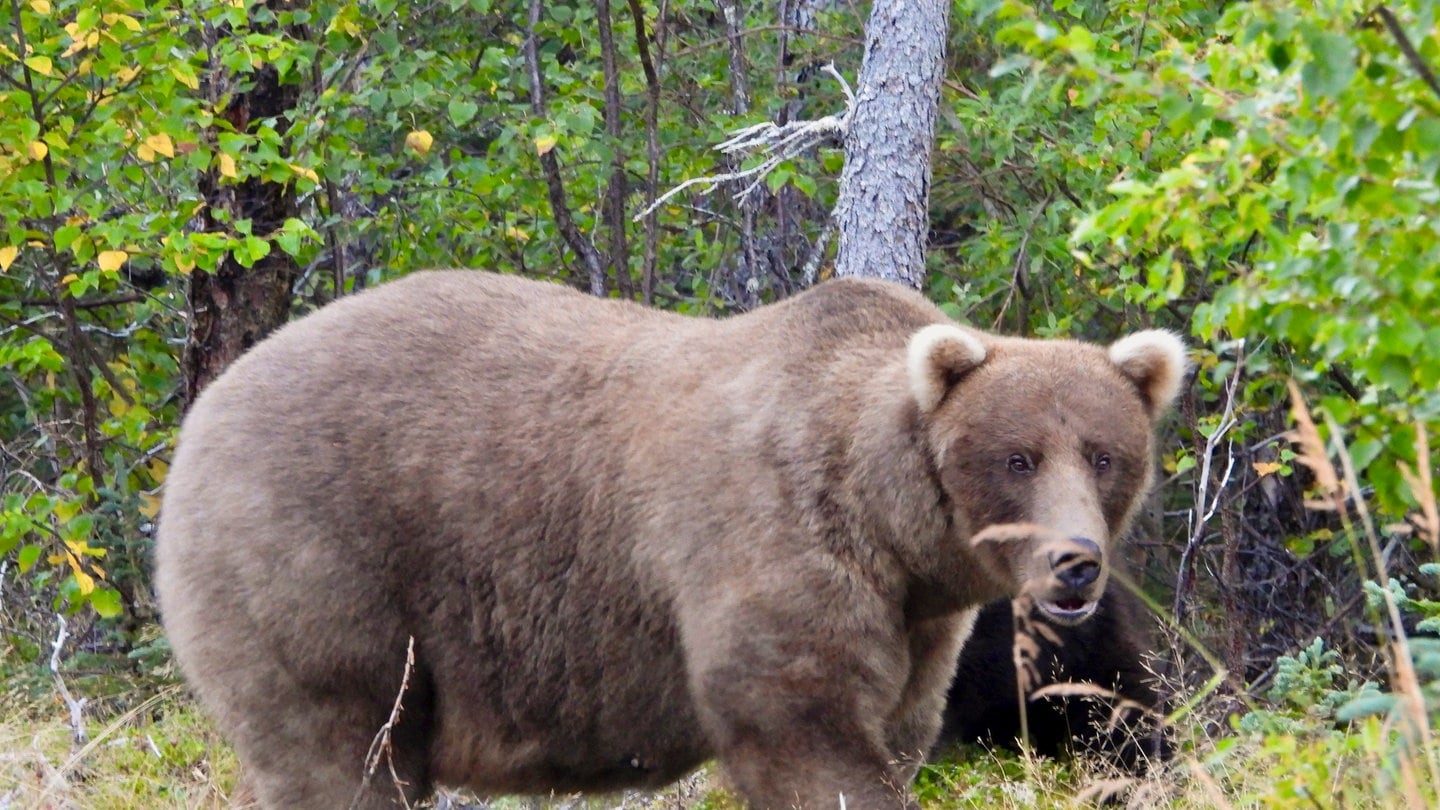 Braunbärin Grazer im Katmai Nationalpark von der Fat Bear Wahl