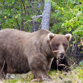 Braunbärin Grazer im Katmai Nationalpark von der Fat Bear Wahl