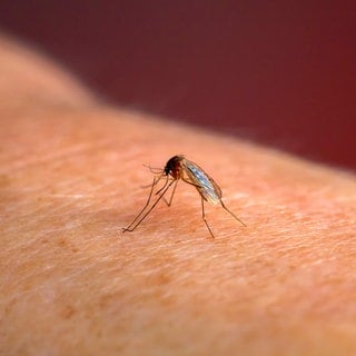 Malaria wird durch Mückenstiche übertragen. Ägypten ist jetzt offiziell malariafrei