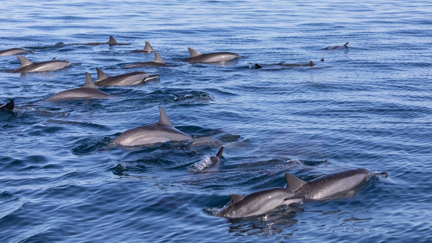 Delfine in schwimmen im indischen Ozean. Freiwillige retten in Indien die gefährdeten Gangesdelfine.