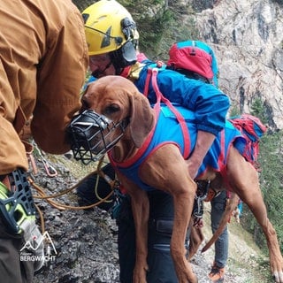 Hündin Nala wird von der Bergwacht Füssen aus einem Klettersteig gerettet.