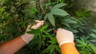 Ein Mitlgied eines Cannabis-Clubs steht in einem speziell beleuchteten Zelt mit Cannabis-Pflanzen und scheidet neue Setzlinge für die Zucht von Mutterpflanzen.