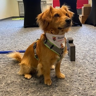 Ein kleiner rotbrauner Hund sitzt vor einer Reihe von Tischen. Im Landesbibliothekszentrum Koblenz können Studierende in Sitzungen mit einem pädagogischen Begleithund Stress abbauen und Entspannung finden.