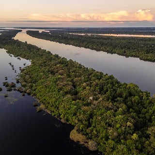 Dre Regenwald am Amazonas in Brasilien: Es gibt immer weniger illegale Abholzung.