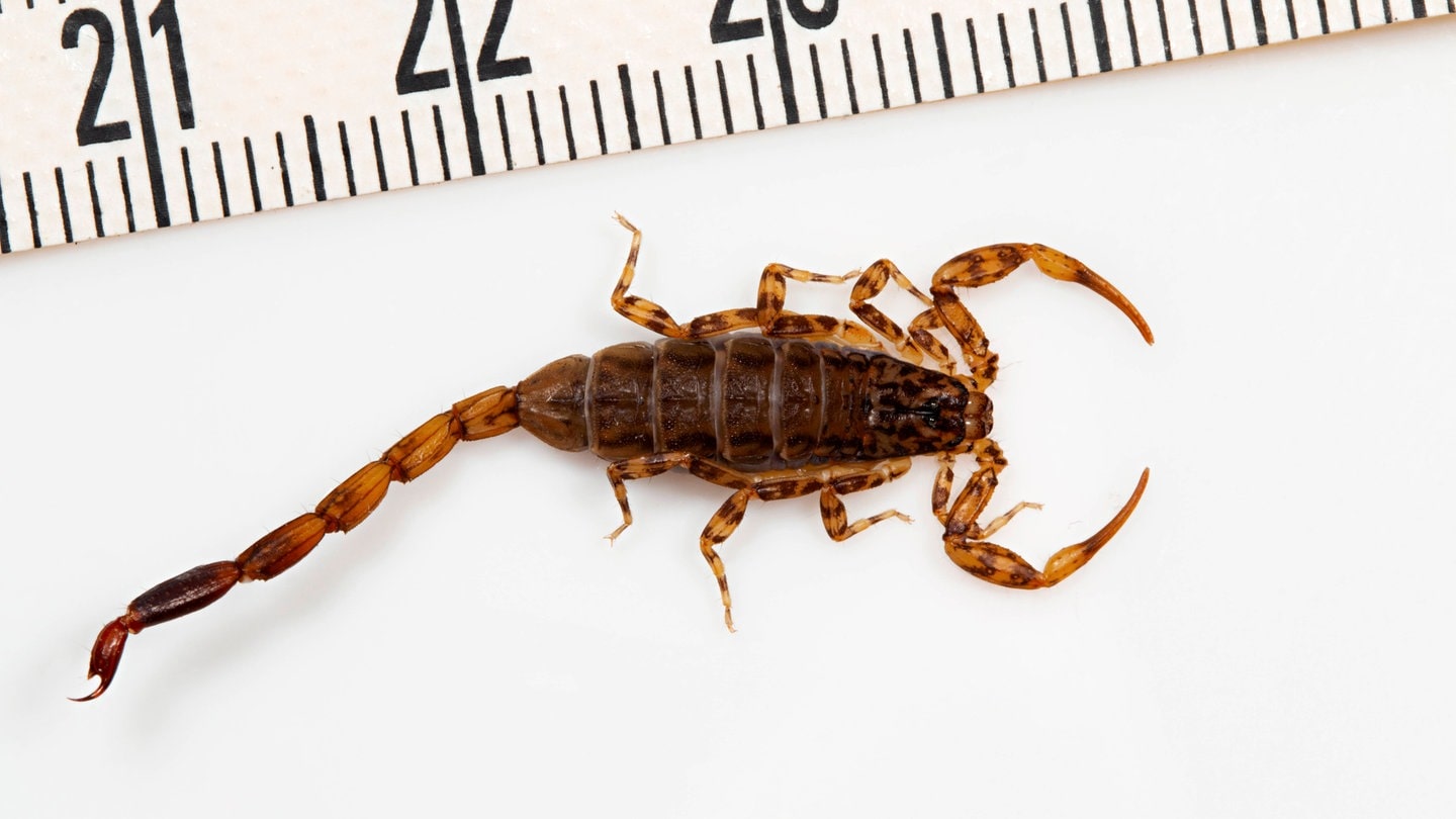 Kleiner brauner Skorpion - Symbolbild: In einem Shein-Paket aus China ist ein Skorpion aufgetaucht und hat eine Frau gestochen.