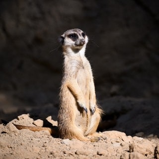 Ein Erdmännchen hält im Berliner Zoo seinen Bauch in die Sonne.