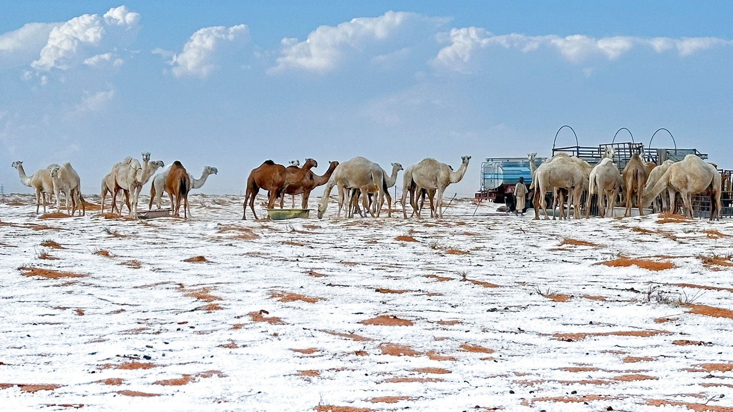 Schnee umgibt Kamele auf ihrer Farm in der Provinz Al Jawf, im Norden Saudi-Arabiens, am Samstag, 2. November 2024.