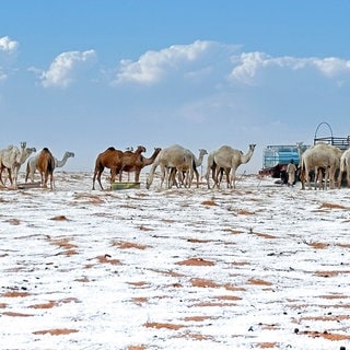 Schnee umgibt Kamele auf ihrer Farm in der Provinz Al Jawf, im Norden Saudi-Arabiens, am Samstag, 2. November 2024.