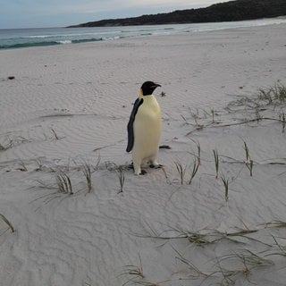 Ein in Australien gestrandeter Kaiserpinguin am Ocean Beach nahe des Ortes Denmark.