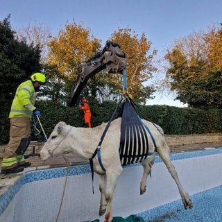 Eine schwangere Kuh wird aus einem privaten Pool gerettet. 