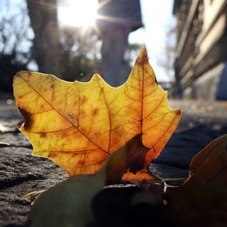 Die Sonne scheint durch gelbe Herbstblätter. In Deutschland sorgt ein „Bomben-Zyklon“ für einen Wetterwechsel. 