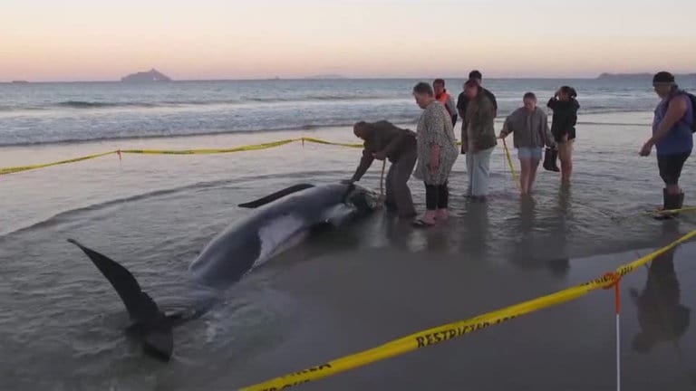 Eine Gruppe von bis zu 40 Grindwalen ist am Sonntag am Ruakākā Beach in Neuseeland gestrandet.