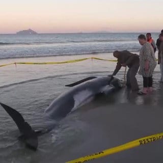 Eine Gruppe von bis zu 40 Grindwalen ist am Sonntag am Ruakākā Beach in Neuseeland gestrandet.