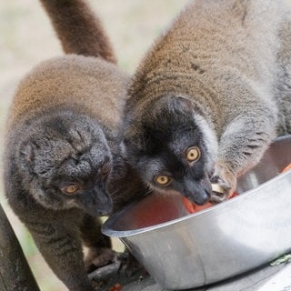 Zwei Lemuren (Braune Makis) fressen aus einer Schüssel: Thailand bringt fast tausend von Tierschmugglern gefangene Lemuren und Schildkröten nach Madagaskar zurück.