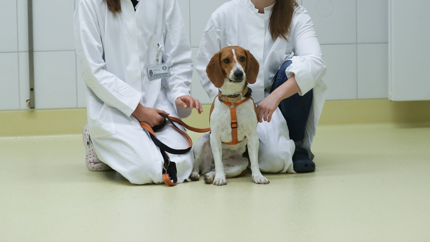 Hund im Labor für Tierversuche