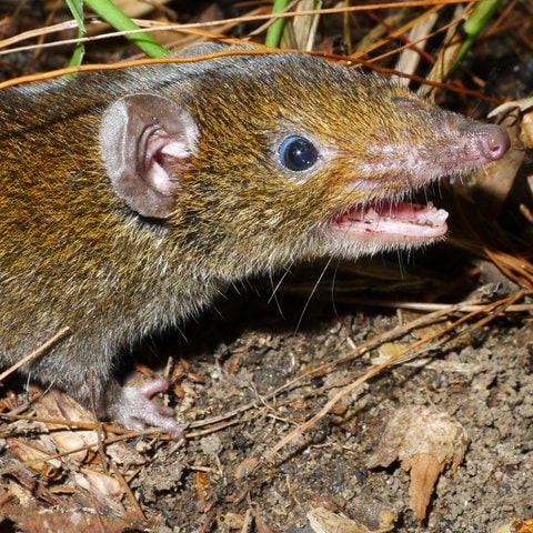 Eine der gefundenen Arten aus der Mekong-Region: Ein Rattenigel